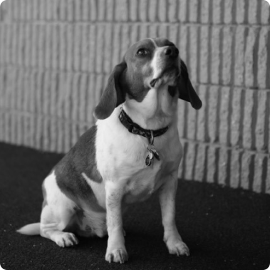 Cooper the Beagle